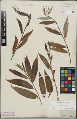 Foto von Salix alba L. x Salix fragilis L.